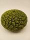 Randy O'brien Lichen Ceramic Bud Vase Vessel Green Black Handmade Artist Signed